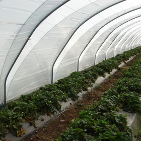 Haygrove polytunnels